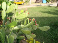 /album/galeria-de-fotos/flor-de-cactos-jpg/